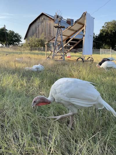 Bali Family Farm - Texas