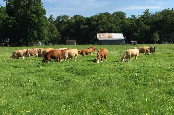 Brookshire Farm, Louisiana