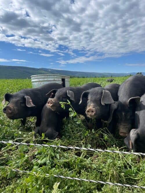 Late Bloomer Ranch Idaho