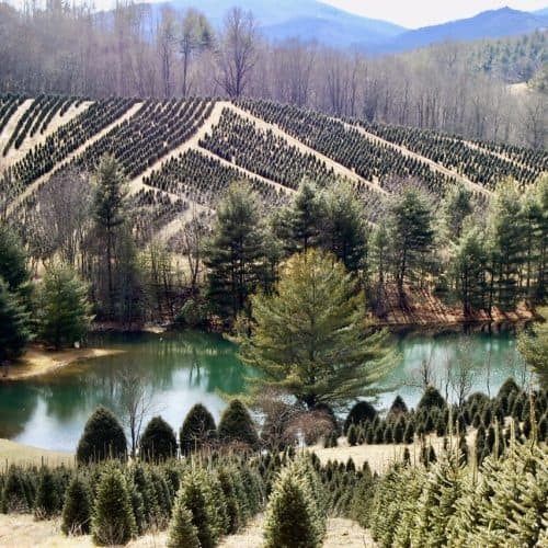 Bear Valley Farm - NC