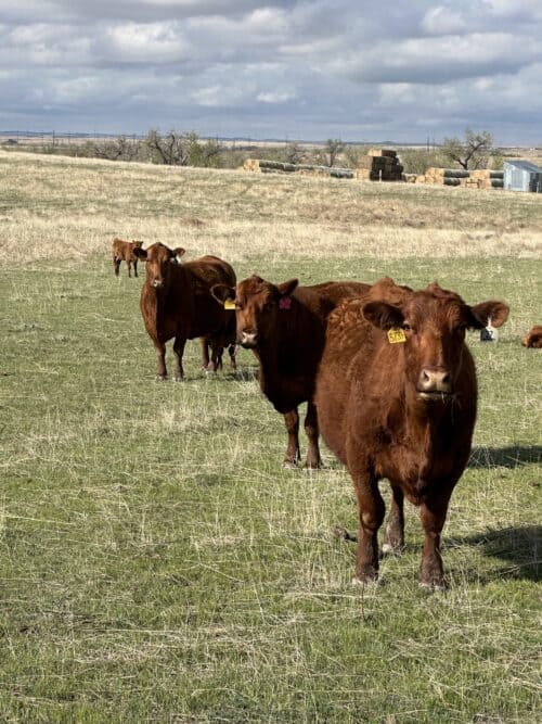 Price Ranch CO