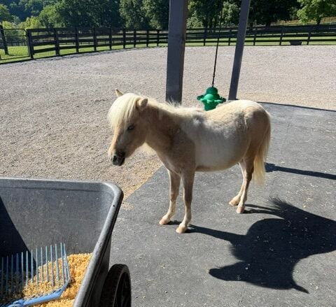 Camelot Cowboys Ranch TN