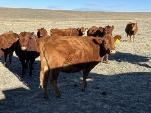 Price Ranch CO