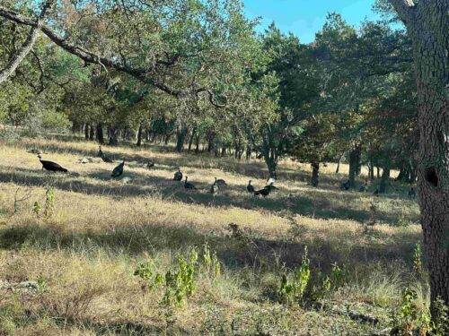 Dripping Springs TX Ranch