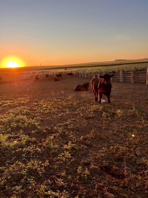 Iowa Ranch