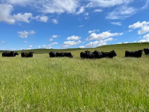 Iowa Farm & Ranch
