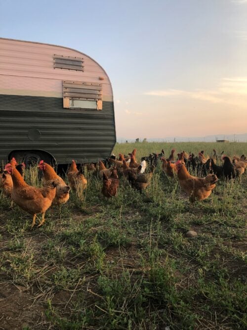 Late Bloomer Ranch Idaho