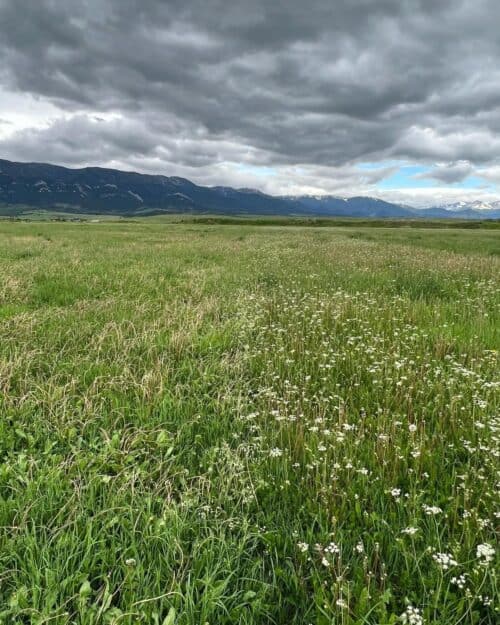 Red Rooster Ranch Spraying