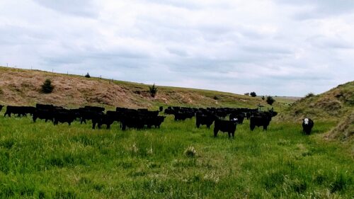Nebraska Cattle Ranch