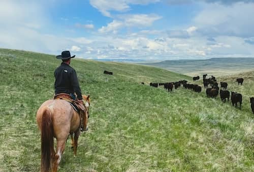Kleinknecht Cattle Co Alberta Canada