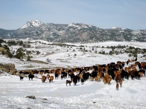 Cow calf cattle in snow