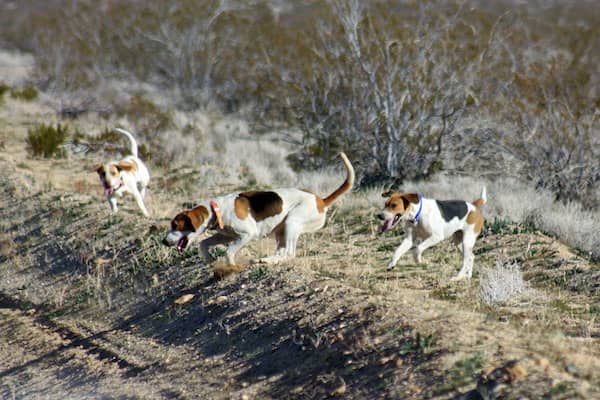 Kingsbury Ranch Hounds - California