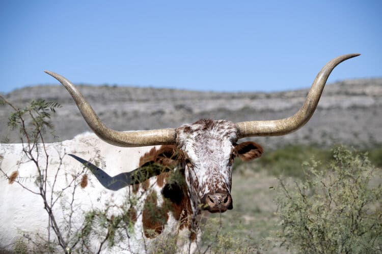Longfellow Ranch Texas