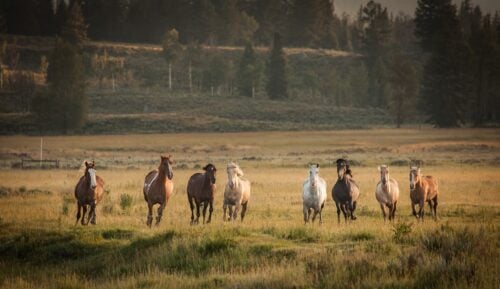 Snake River Trail Rides WY