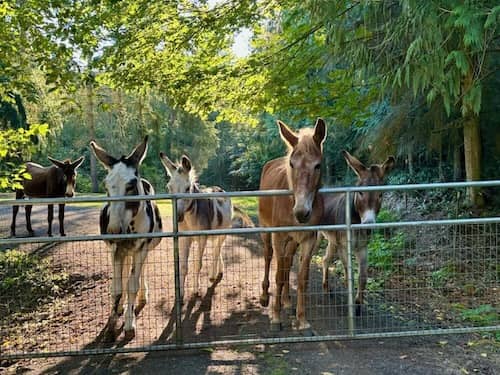 Mas Ass Acres Sanctuary