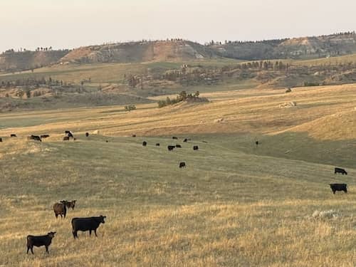 McNamee Angus Ranch Montana