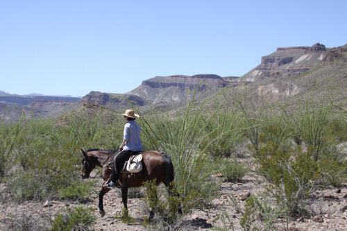 Big Bend Stables / Lajitas Stables