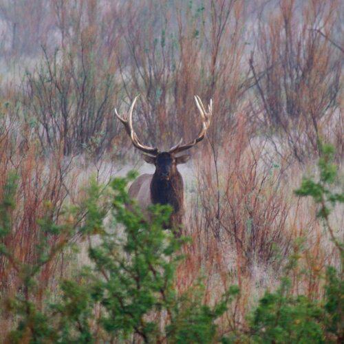 Tinnin Hunt Club