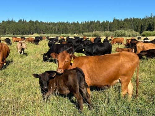 Southern Oregon Ranch