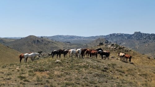 Flying X Ranch