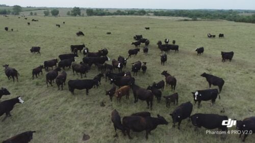 Trauernicht Simmentals Nebraska