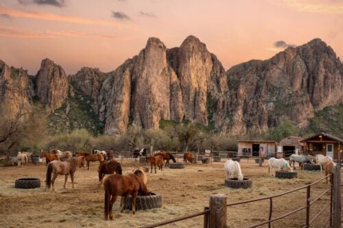 Saguaro Lake Guest Ranch