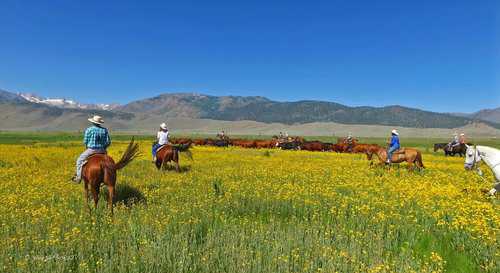 Breakfast Cook & Prep Chef needed at California Dude Ranch