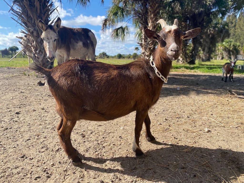 River Breeze Ranch Goat Florida