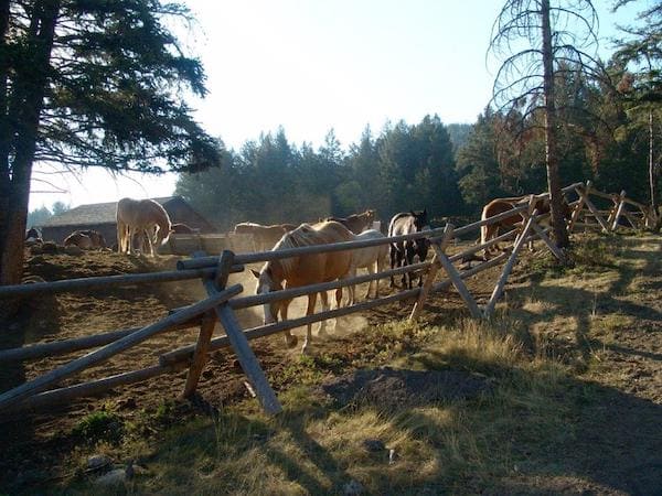 Horses at Yellowstone National Park Lodges