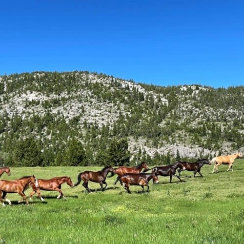 JJJ Wilderness Ranch MT