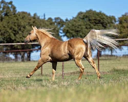 San Juan Ranch TX