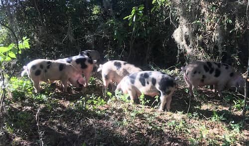 Schmoe Farm GA