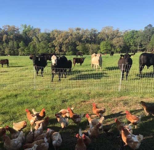 Schmoe Farm GA