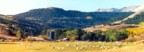 Cobb Charolais Montana