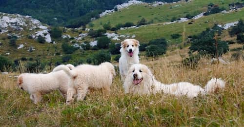 Sierra Pacific Great Pyrenees Club