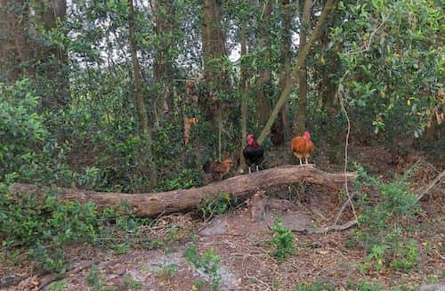 chickens on a branch