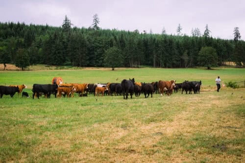 Springford Farm BC Canada