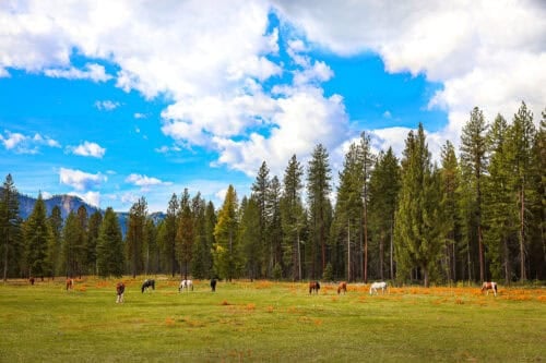 Three Bandit Ranch MT