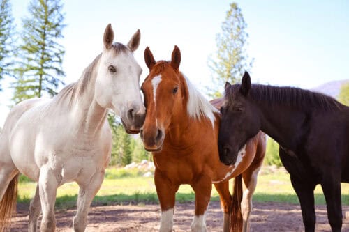 Three Bandit Ranch MT