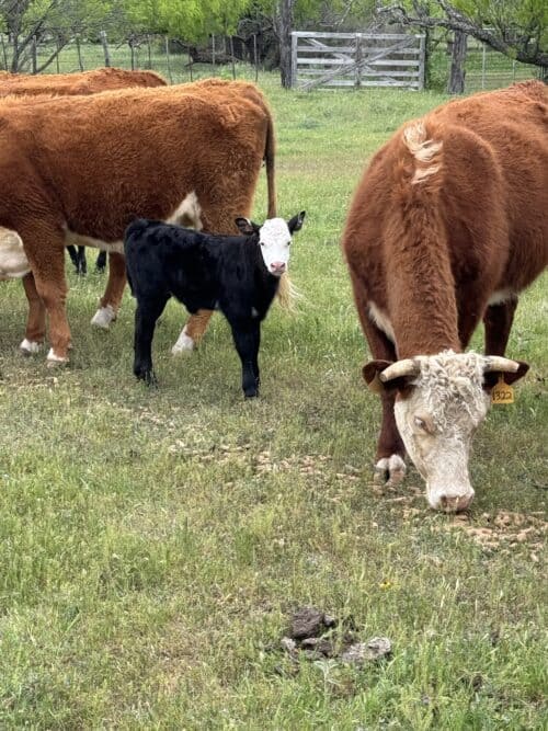Yates Ranches TX