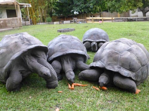 big tortoise