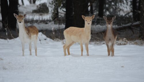 Edenwood Ranch & Preserve WI