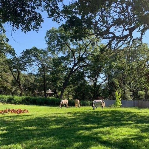 Trinity Arabian Ranch - Sonoma, CA