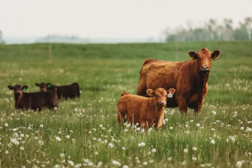Meunier Livestock AB CAN