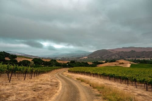 Alma Rosa Winery & Vineyards CA