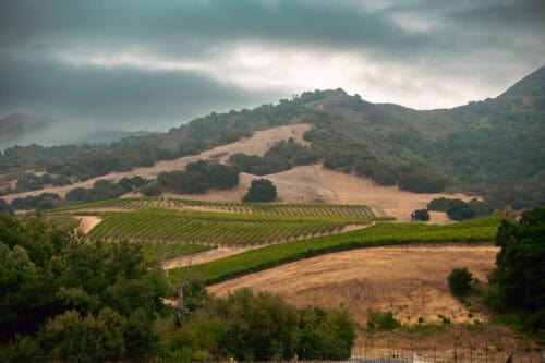 Alma Rosa Winery & Vineyards CA