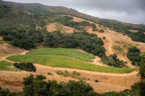 Alma Rosa Winery & Vineyards CA