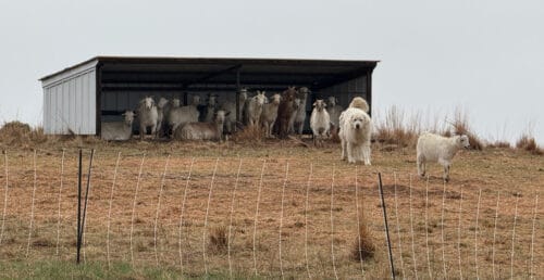 Westory Farms Missouri