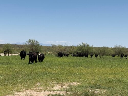NM Cattle Ranch