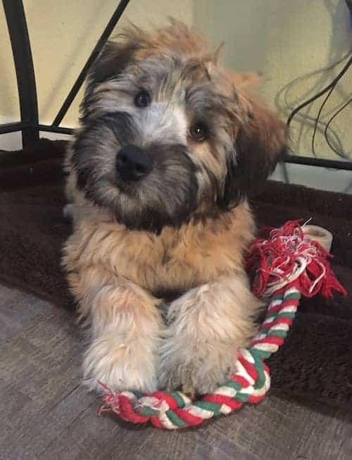 Wheaten and Whoodle puppies